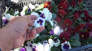 Самые лучшие цветы из собственных семян - это Виола. Повторение 90%. F2 из серии Mammoth, Colossus.