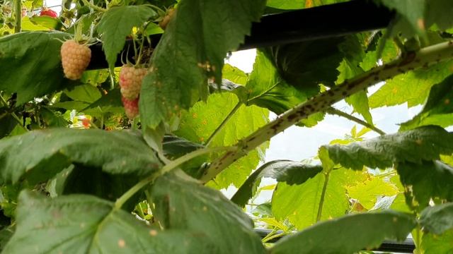 Ремонтантный сорт Амира в сравнении с ремонтантным сортом Квелли. Итоги плодоношения! смотреть онлайн