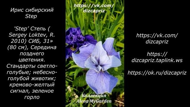 Ирис сибирский Step #ирисы #клематисы #лилейники смотреть онлайн