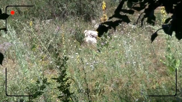 Нашёл следы ? Йети жуткий лес где проходит тропа снежного человека фекалии бигфута смотреть онлайн