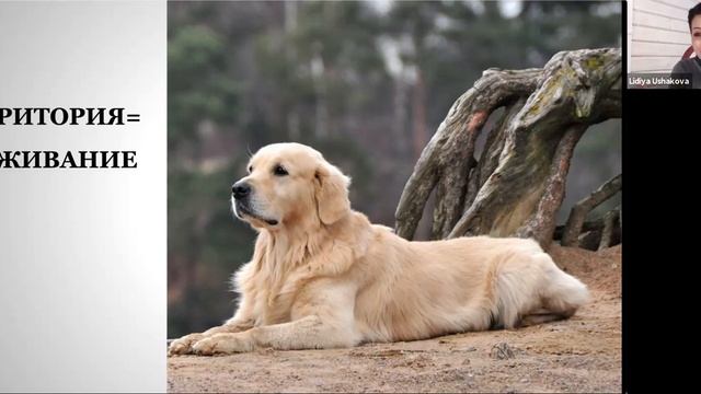 Значимость территории в жизни собаки смотреть онлайн
