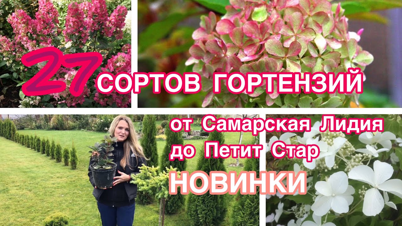 БУМ на гортензии 2022 Новые 27 сортов в мою коллекцию от Самарская Лидия до Петит Стар ? смотреть онлайн