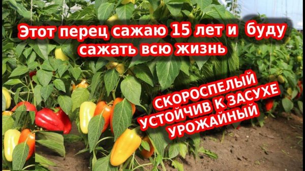 Перец сладкий здоровье. Лучший сорт, ультраскороспелый, урожайный, неприхотливый.