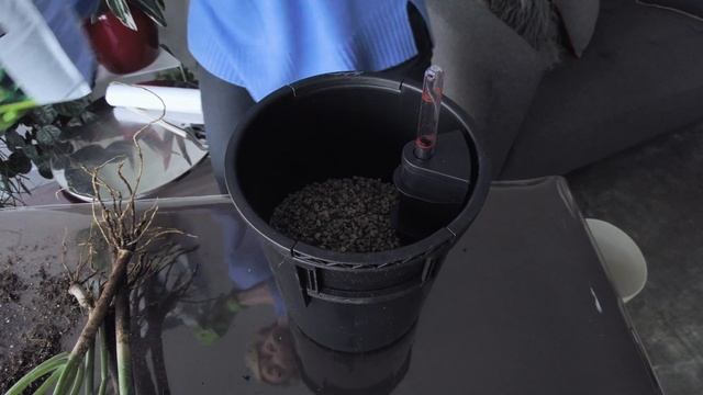 Why & How I'm Repotting My Pencil Cactus I Euphorbia Tirucalli I Green Moments W/Juliette Ep #21