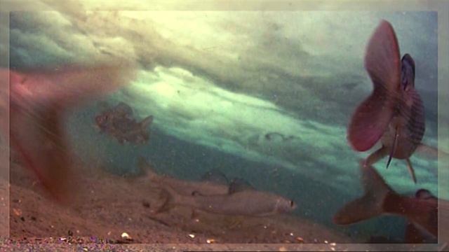 Решили посмотреть что подо льдом и были шокированы. Хариус. Зимняя рыбалка смотреть онлайн