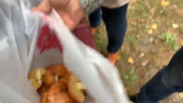 Куршская коса грибы Калининград смотреть онлайн