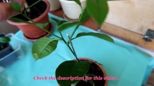 ahoot.ru * Прищипывание и обрезка лимона или как формировать крону комнатного цитруса #лимон #цитру