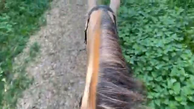 В лес на кавесале на молодой кобыле смотреть онлайн