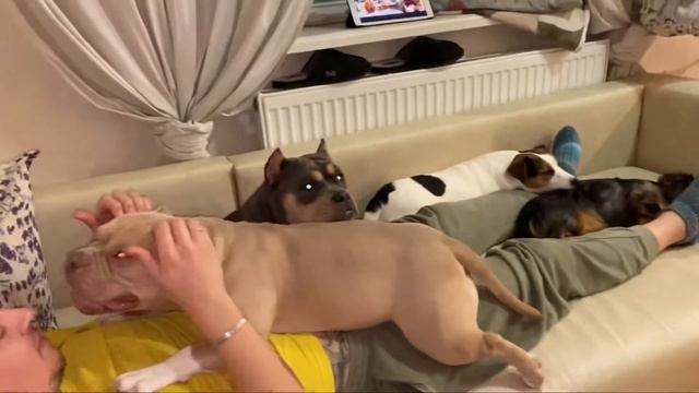 Печём песочное печенье с #кроличьятакса #аусси #американскийбулли #джекрасселтерьер смотреть онлайн