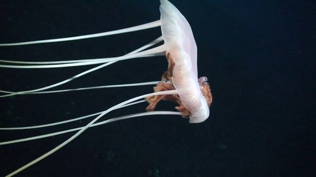Two Divers + Jellyfish + Anemone смотреть онлайн