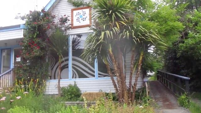 Cordyline australis for milder Northern regions смотреть онлайн