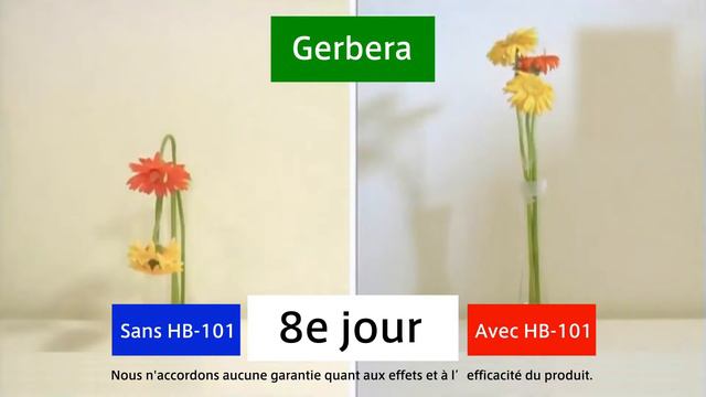 HB 101 comparaison de l'effet de dispersion dans gerbera смотреть онлайн