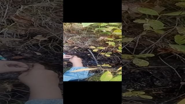 Как попить воды из ручья))) смотреть онлайн