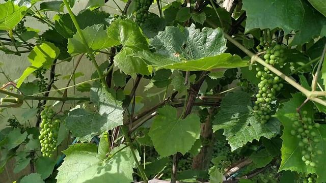 Правильная Обрезка Винограда Летом Или Осенью Для Начинающих Видео Пошагово смотреть онлайн