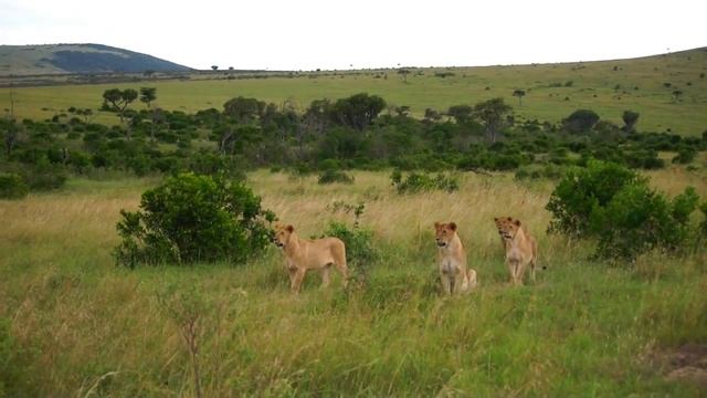 Львы готовятся к охоте. Масаи Мара, Кения.avi смотреть онлайн