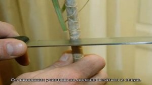 Как обрезать Драцену в домашних условиях