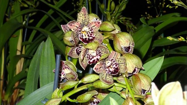 Expo Orchidée Annonay 2023 смотреть онлайн