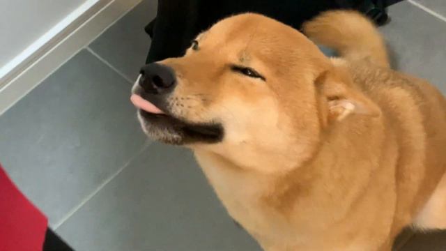 Shiba Inu Puppy That Smiles When Greeted - Feel Good Best Puppy Video смотреть онлайн