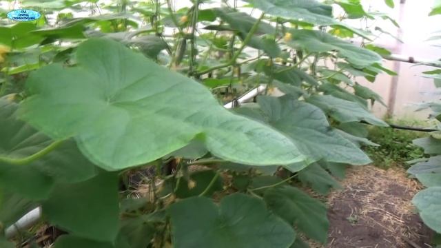 ВЫРАЩИВАНИЕ ОЧЕНЬ РАННИХ ОГУРЦОВ. ЧАСТЬ 2 смотреть онлайн