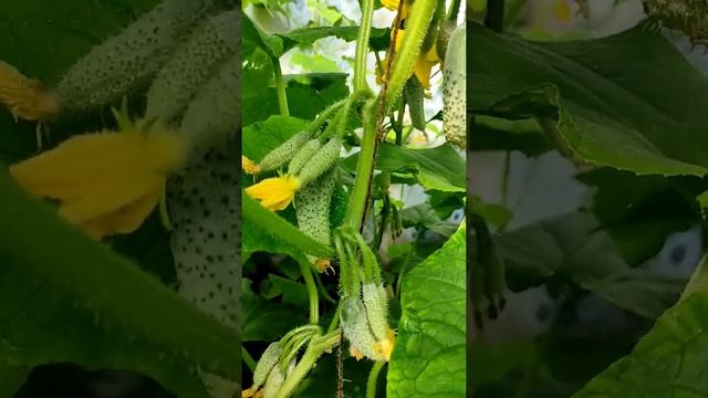 КАК МЫ ВЫРАЩИВАЕМ ОГУРЦЫ КУРАЖ БЮДЖЕТНО ???❤️... смотреть онлайн