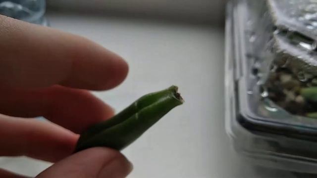 12.10.2019. Денежное дерево. Крассула Голлум. Размножение листом. Появился корень. смотреть онлайн