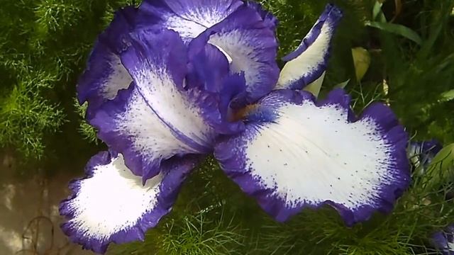 Футаж цветы ирисы 2. смотреть онлайн