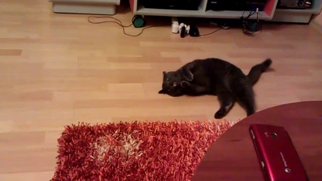 Maksiuha встаёт на дыбы