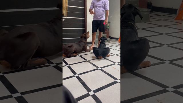 Aggressive Doberman #doberman #dog #doglover #dobermaninfinity #dobermantraining #puppy смотреть онлайн