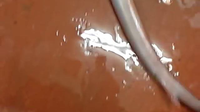 【The fish】アカヤガラ001/Cornet fish смотреть онлайн