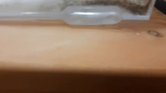 Проведали пони. Улитки Ахатины. Муравьи и формикарий. Получили крем для лечения суставов. смотреть онлайн