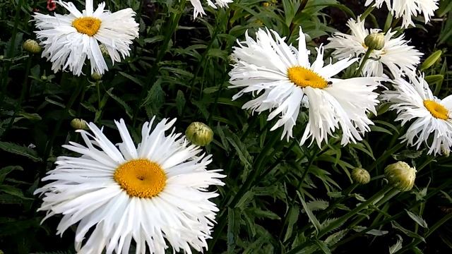 Daisy flowers bloom / видео цветения ромашек махровых / цветы любви, семьи и верности / нивяник смотреть онлайн