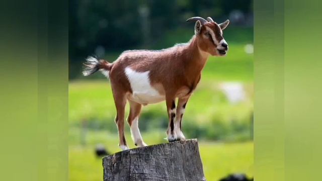 Развитие речи.Старшая группа.Педагог Панкратова О.В. смотреть онлайн