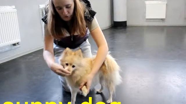 приучение маленькой собаки к прикосновениям декоративной