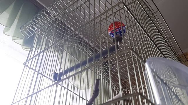 Что нужно знать перед тем, как завести кореллу, звуки. смотреть онлайн