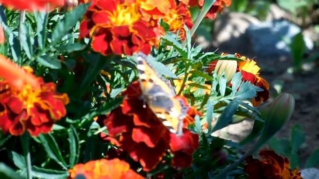 Бабочка на цветке (Заставка) смотреть онлайн