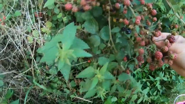 Blackberry picking with my Team смотреть онлайн