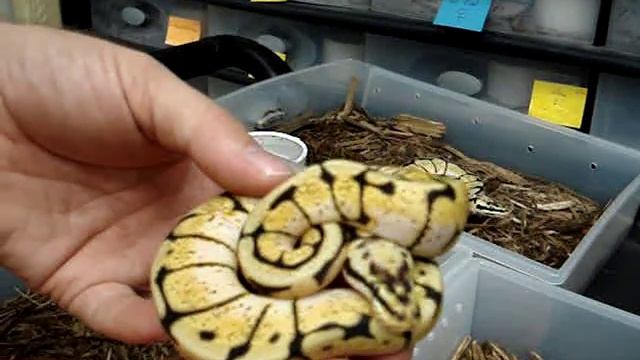 The bees are out! It's Bumblebee Ball Python time with Garrick DeMeyer. смотреть онлайн