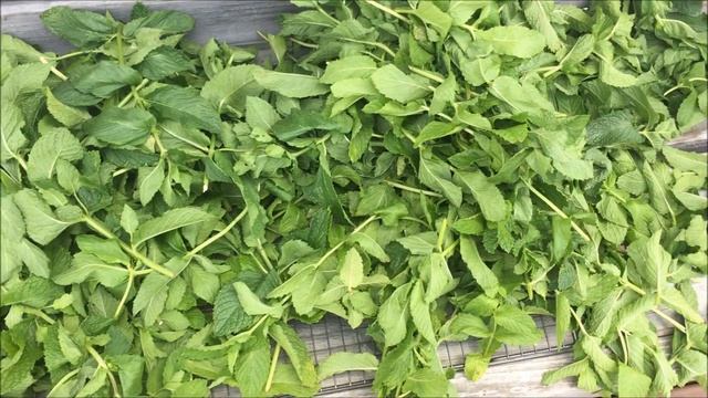 How To Dry Mint - Dehydrator NOT Needed!! смотреть онлайн