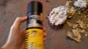 Уничтожил гнездо шершней