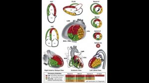 Измерения в ЭхоКГ