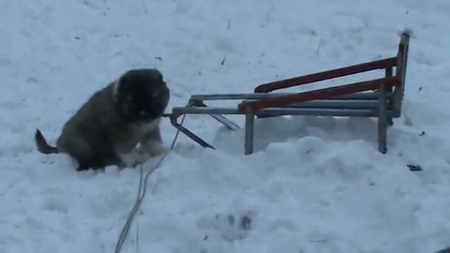 Агаша и щенки смотреть онлайн