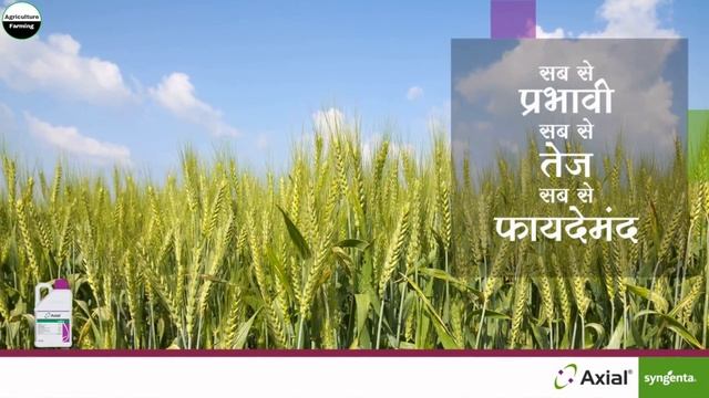Syngenta Axial Herbicide | गेहूं में मंडूसी या गुल्ली डंडा का करे सफ़ाया | Pinoxaden 5.1% EC | Hind смотреть онлайн