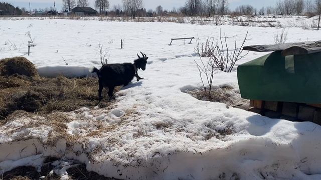 Без названия