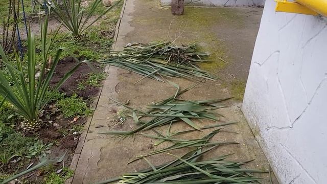 Уход за юкками ранней весной, стрижка под "Ананасик" 23.02.2022 год смотреть онлайн