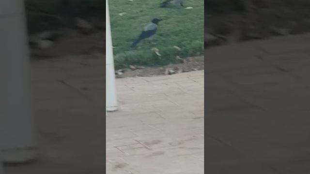 Вороны Шарм эль Шейх смотреть онлайн