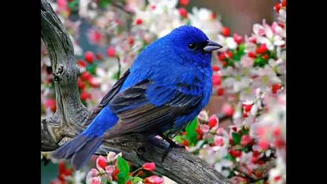 БЕХТАРИН СУРУДИ АФГОНИ 🇦🇫 JP смотреть онлайн