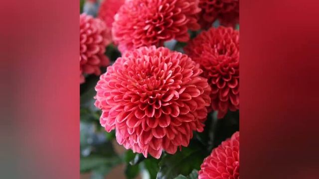 ХРИЗАНТЕМА ГУЛЛАРИ ЦВЕТЫ ХРИЗАНТЕМА