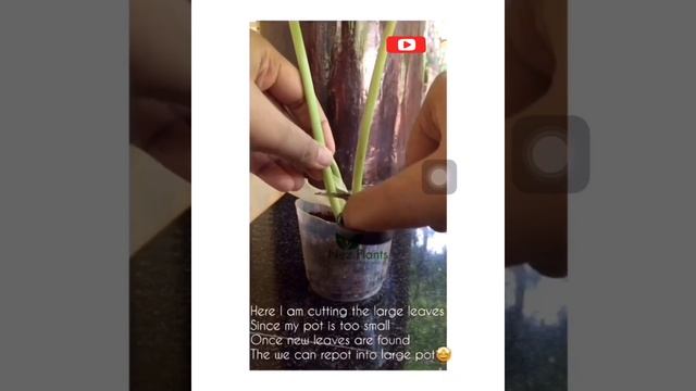 HOW TO CARE | Philodendron Burle Marx | Propagation | смотреть онлайн