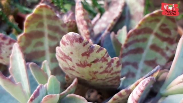 SUCULENTA COLOR VINO ? KALANCHOE HUMILIS