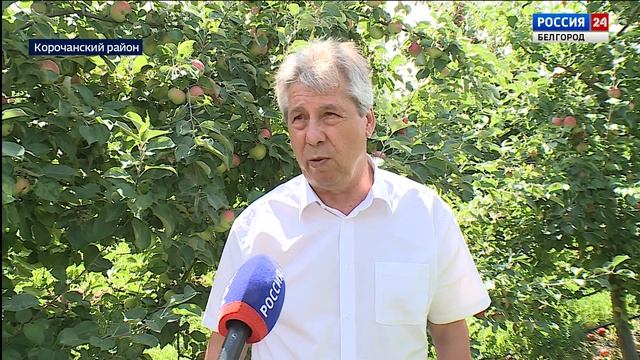 В Корочанских садах начался сбор ранних сортов яблок смотреть онлайн